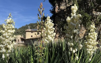 Senderisme: Ruta dels Molins del Ridaura (Llagostera) – 07/10/25